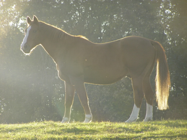 Pferd im Gegenlicht