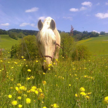 Bilder von der Altersweide auf dem Engelberg in Bösingen/FR