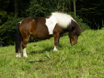 Manitou - der Liebling der Kinder