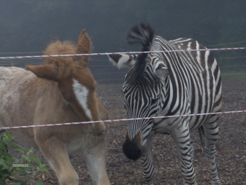 Fohlen und Zebra