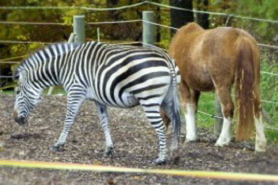 wohlverstanden das Zebra ist ein Wildtier...