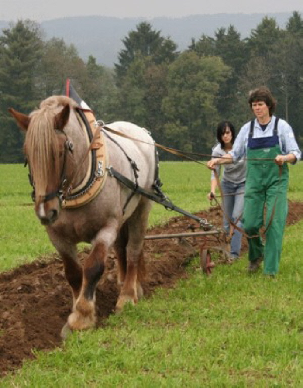 Kryotherapie beim Pferd15