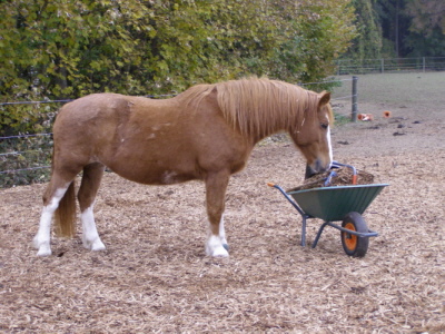 Pferd interessiert sich für die abgesammelten Rossbollen