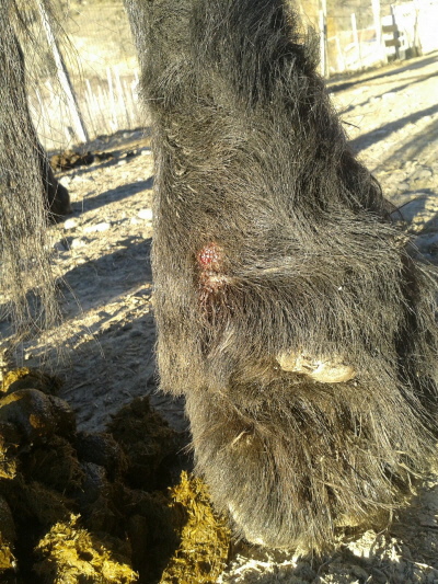 Mauke beim Pferd