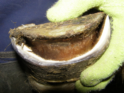 Massiver Hufschaden durch White Line Disease