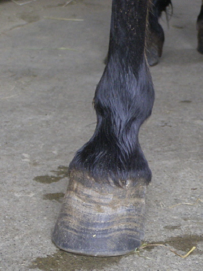 Stellungsfehler beim Pferd3