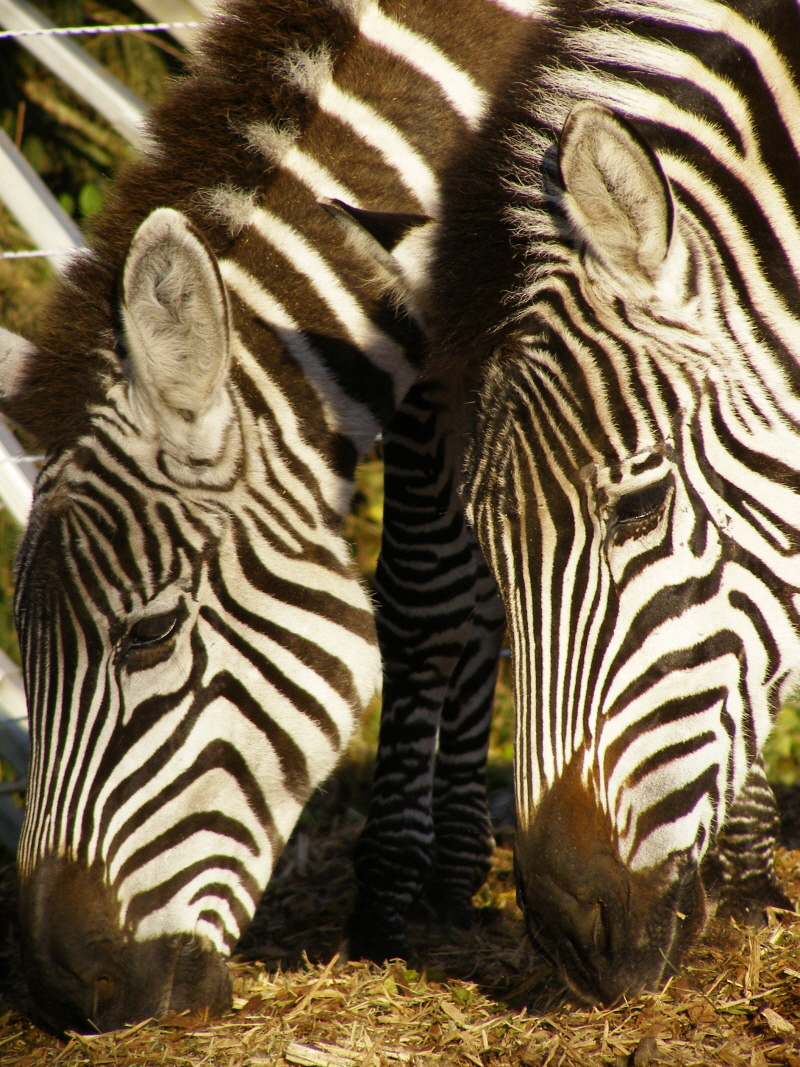 "El Cid" und "Dago" unsere beiden Zebra-Wallache