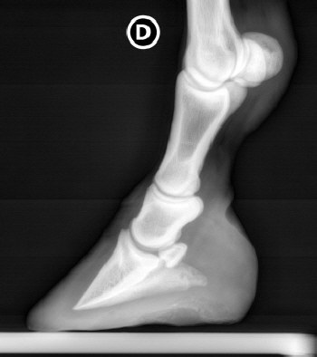 Bild: Dr. Gilles Thiébaud, 1566 St. Aubin FR