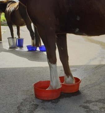 Wässern der Hufe